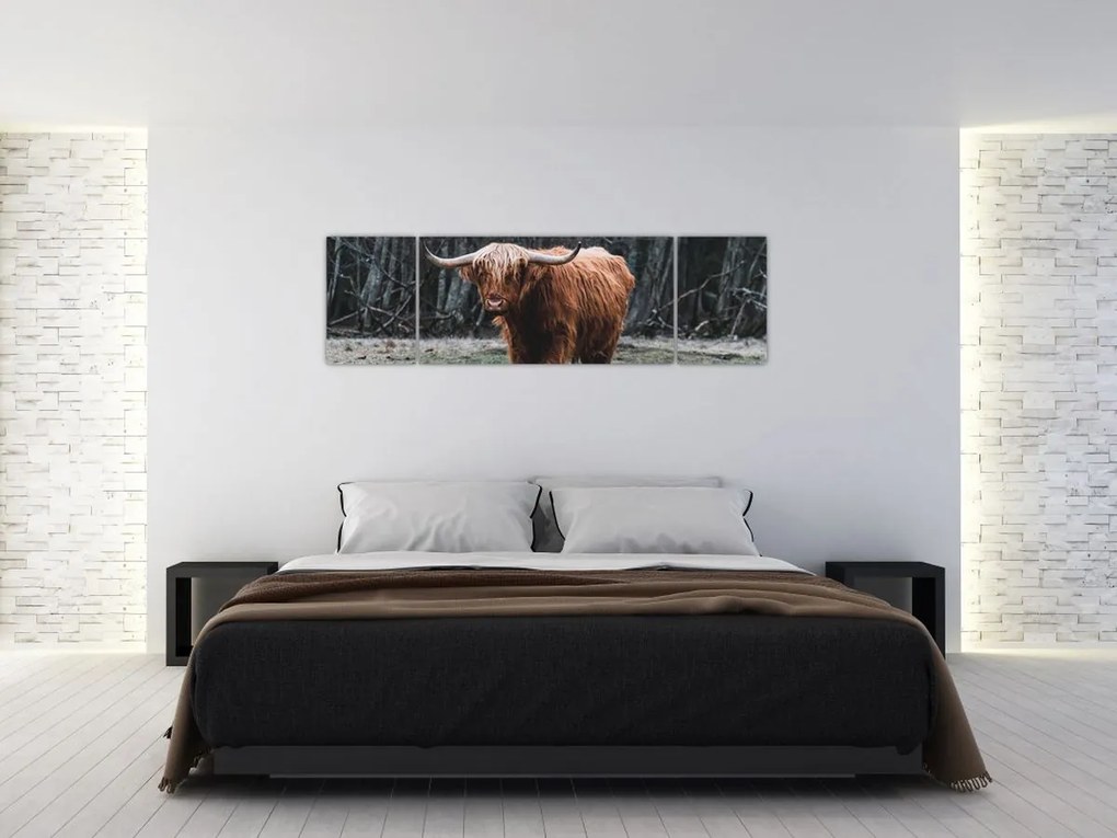 Obraz - Szkocka krowa 2 (170x50 cm)