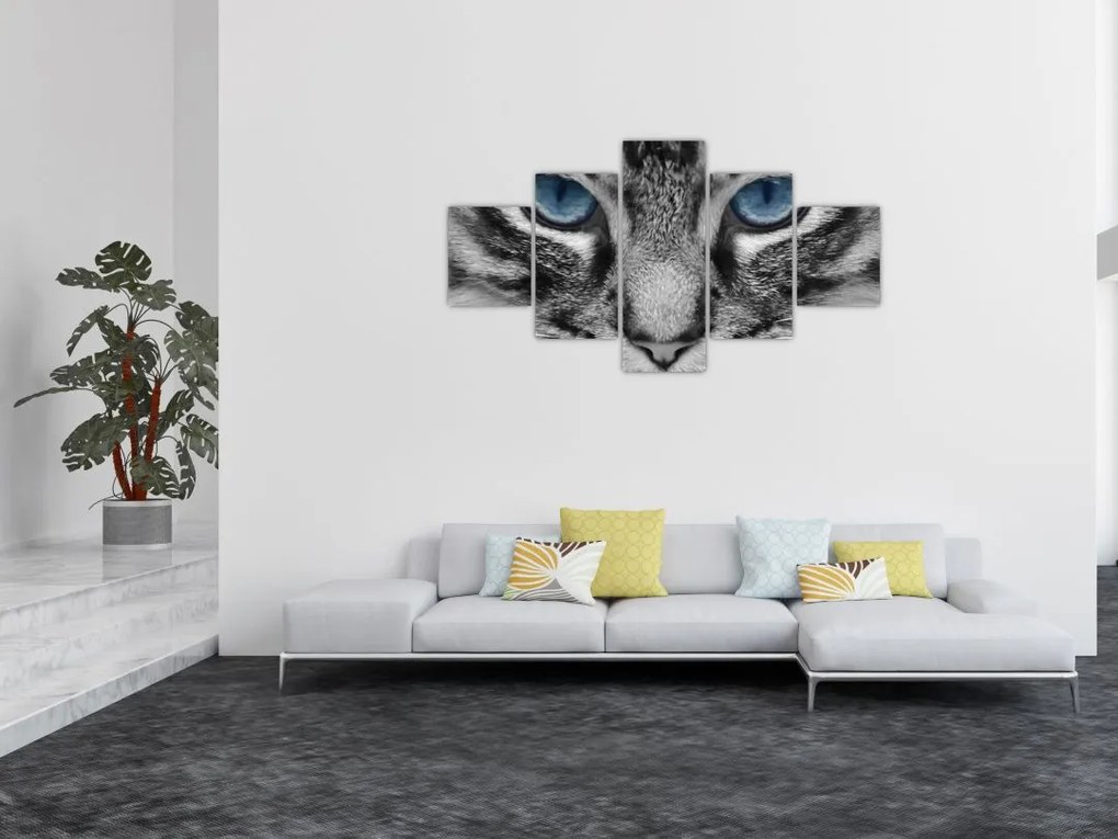 Obraz kota (125x70 cm)