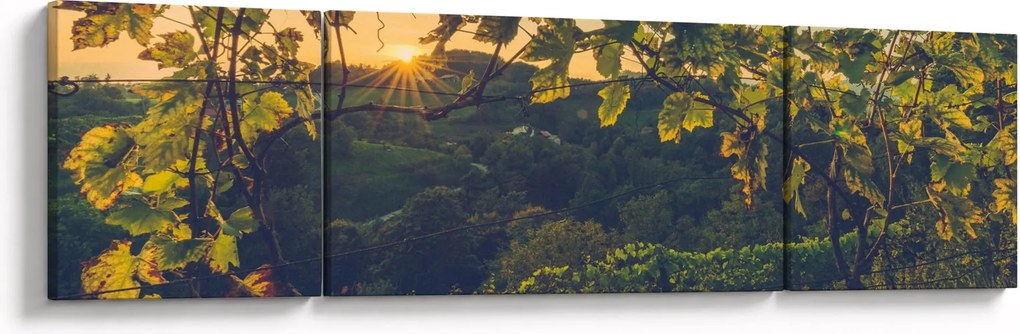 Obraz - Winnica (170x50 cm)