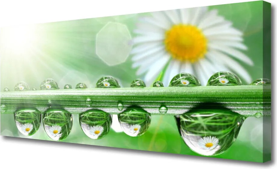 Obraz drukowany na płótnie Rosa na Stokrotkach