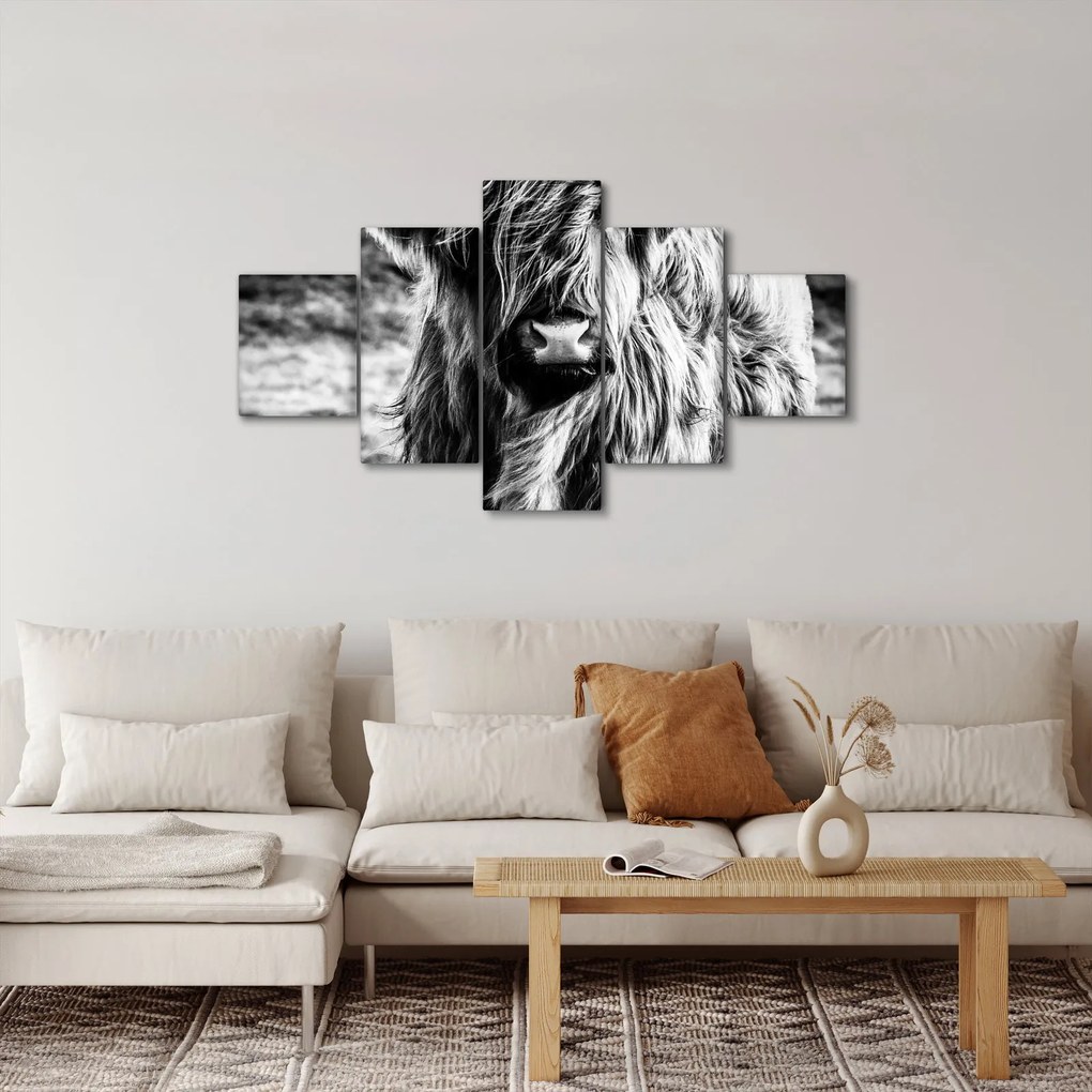 Obraz - Highland - szkocka krowa (125x70 cm)