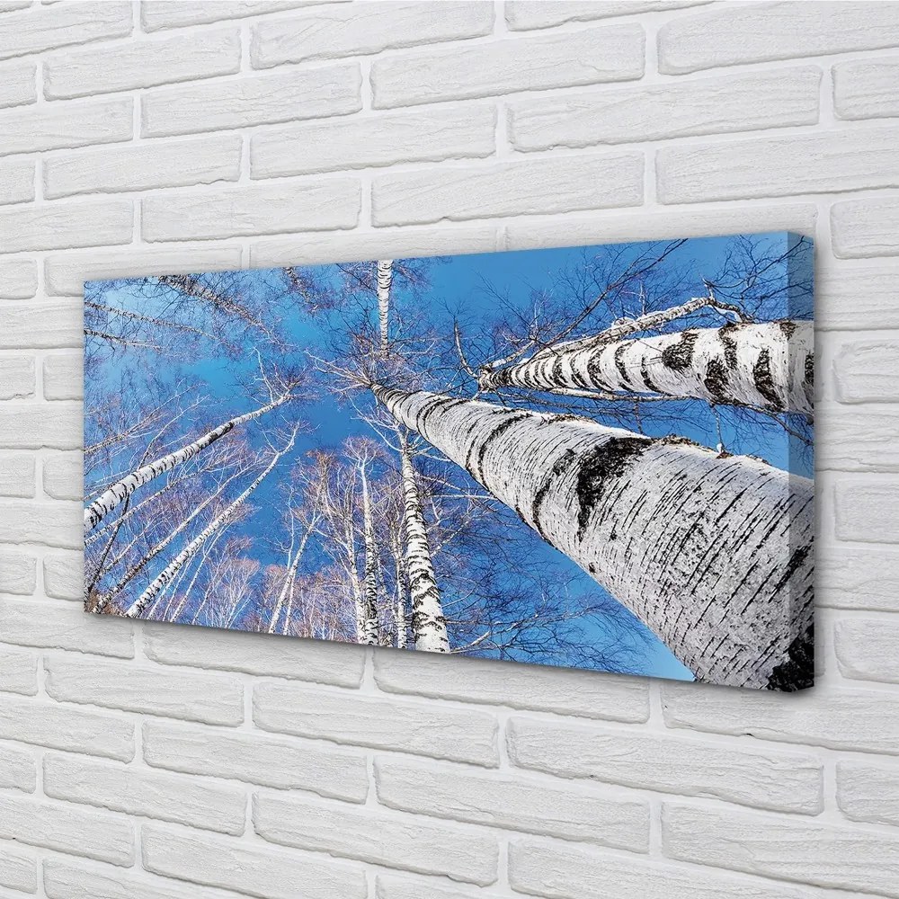 Zdjęcie na płótnie Brzozy na Tle Nieba