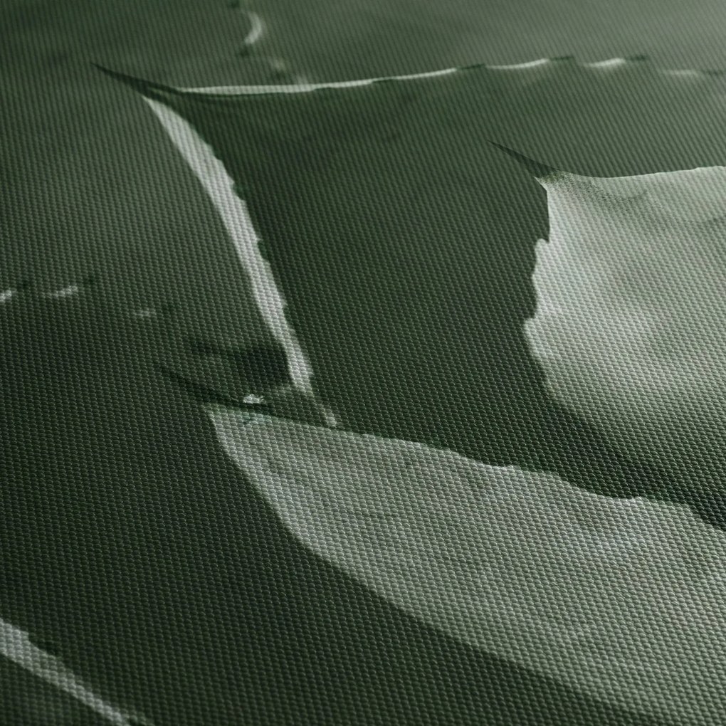 Obraz - Zielona agawa (170x50 cm)