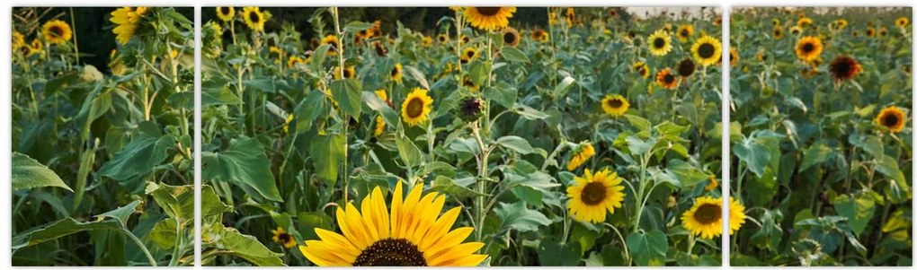 Obraz - Sunflower Field II. (170x50 cm)