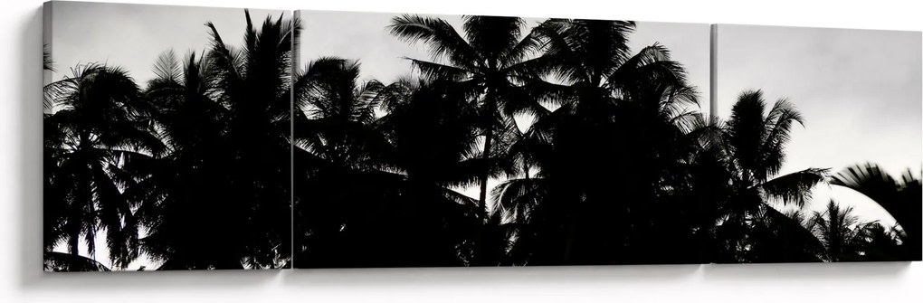 Obraz czarno - biały - palmy (170x50 cm)