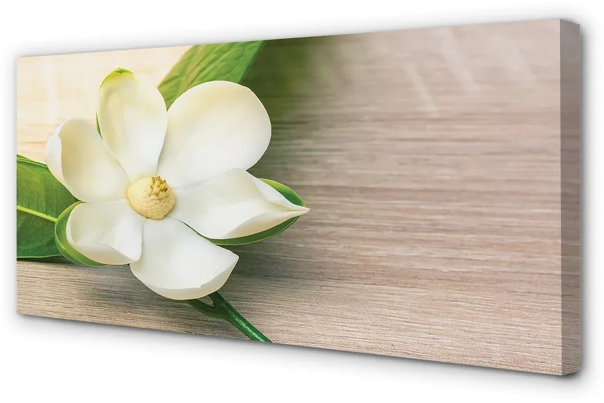 Zdjęcie na płótnie Biała Magnolia