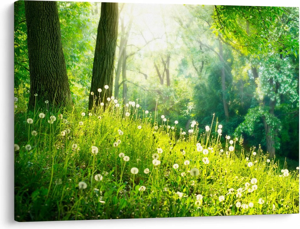 Obraz - Magiczna łąka pełna mniszków lekarskich (70x50 cm)