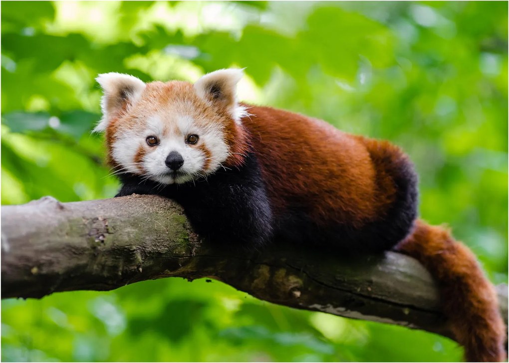 Obraz na szkle - panda czerwona (70x50 cm)