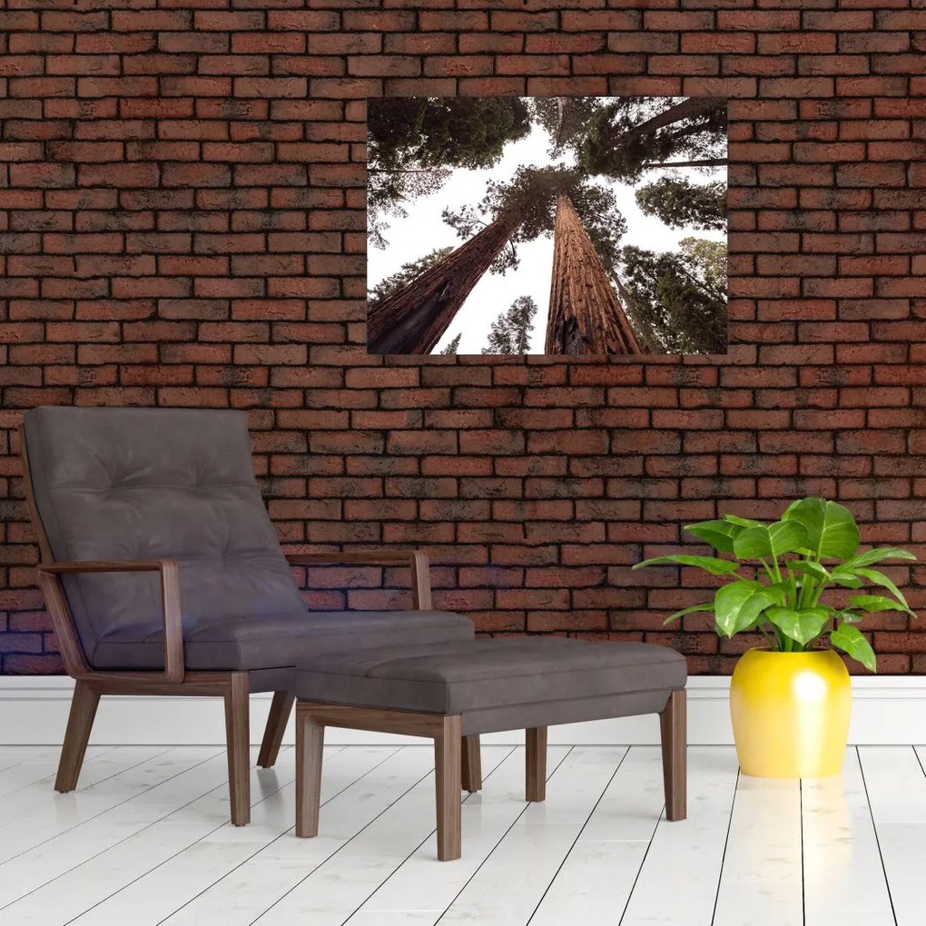 Obraz - Widok przez korony drzew (70x50 cm)