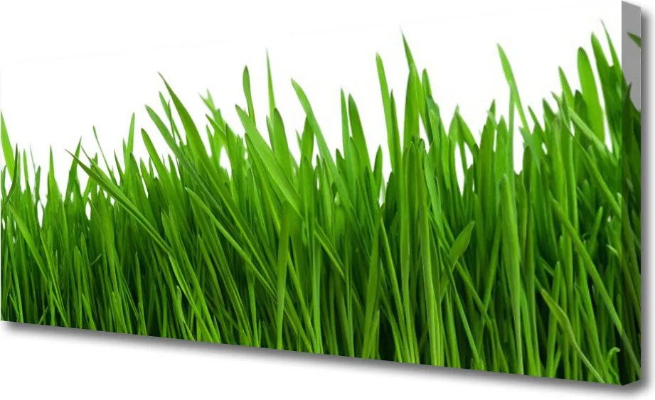 Obraz na płótnie Poranna Rosa na Trawie