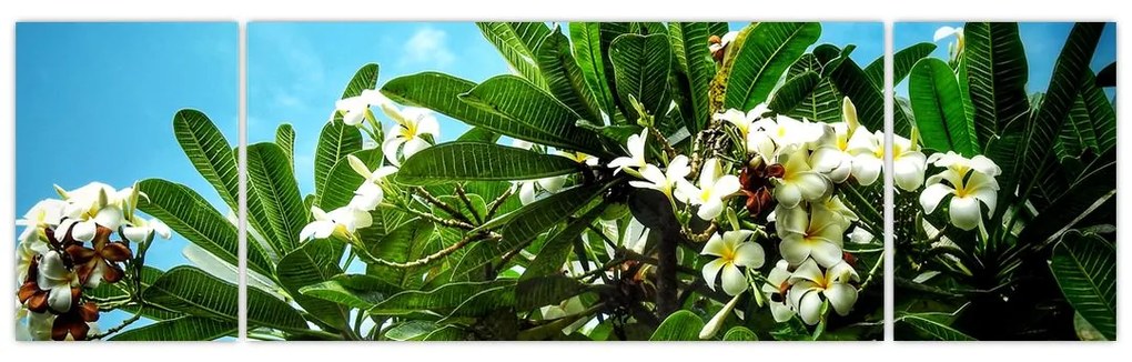 Obraz - Plumeria (170x50 cm)
