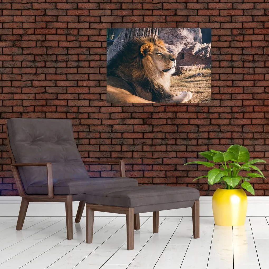 Obraz na szkle leżącego lwa (70x50 cm)