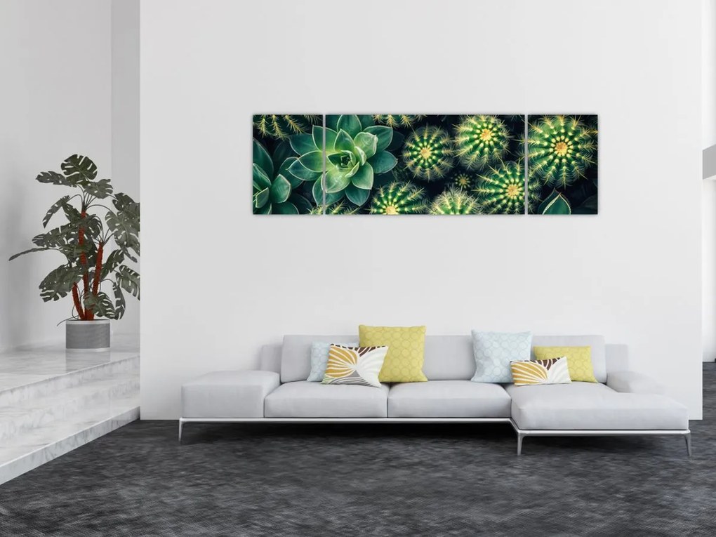 Obraz - Kaktusy (170x50 cm)