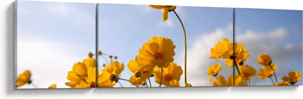 Obraz pola z jasnożółtymi kwiatami (170x50 cm)