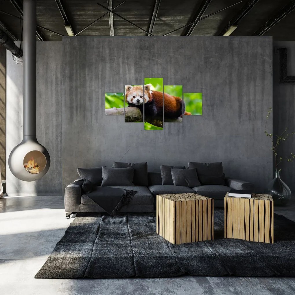 Obraz pandy czerwonej (125x70 cm)