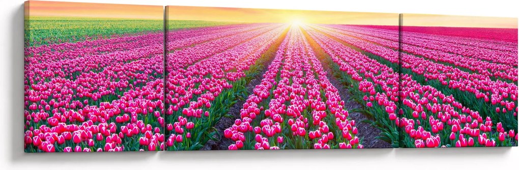 Obraz pole tulipanów ze słońcem (170x50 cm)