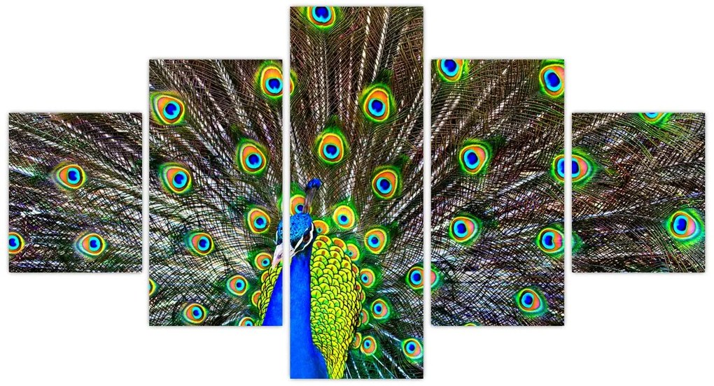 Obraz - Paw (125x70 cm)