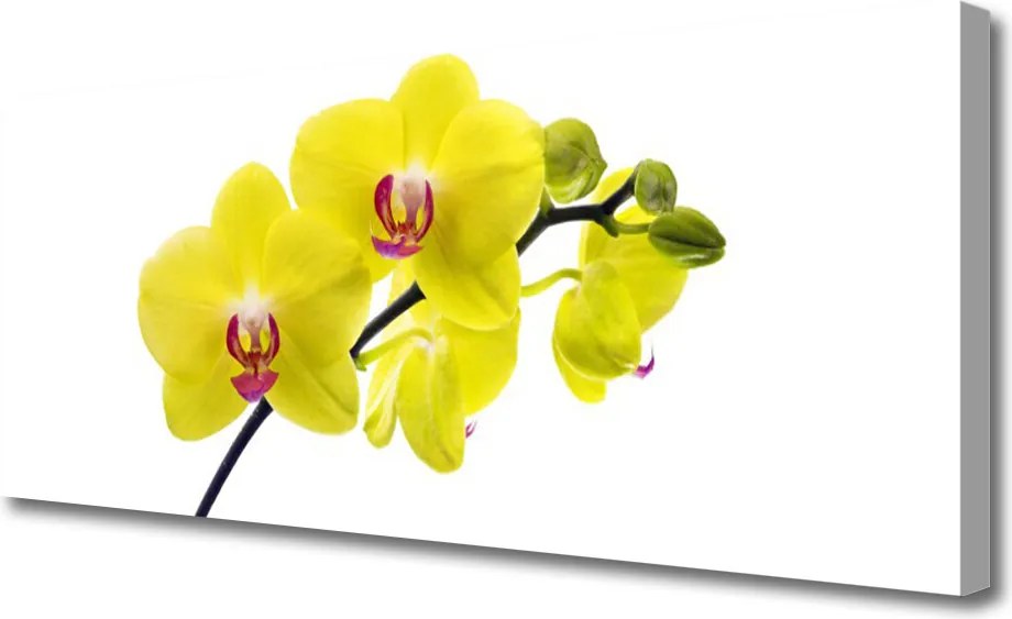 Obraz canvas Wyrafinowana Flora Ogrodowa