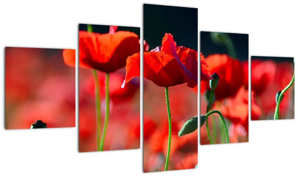 Obraz - maki (125x70 cm)