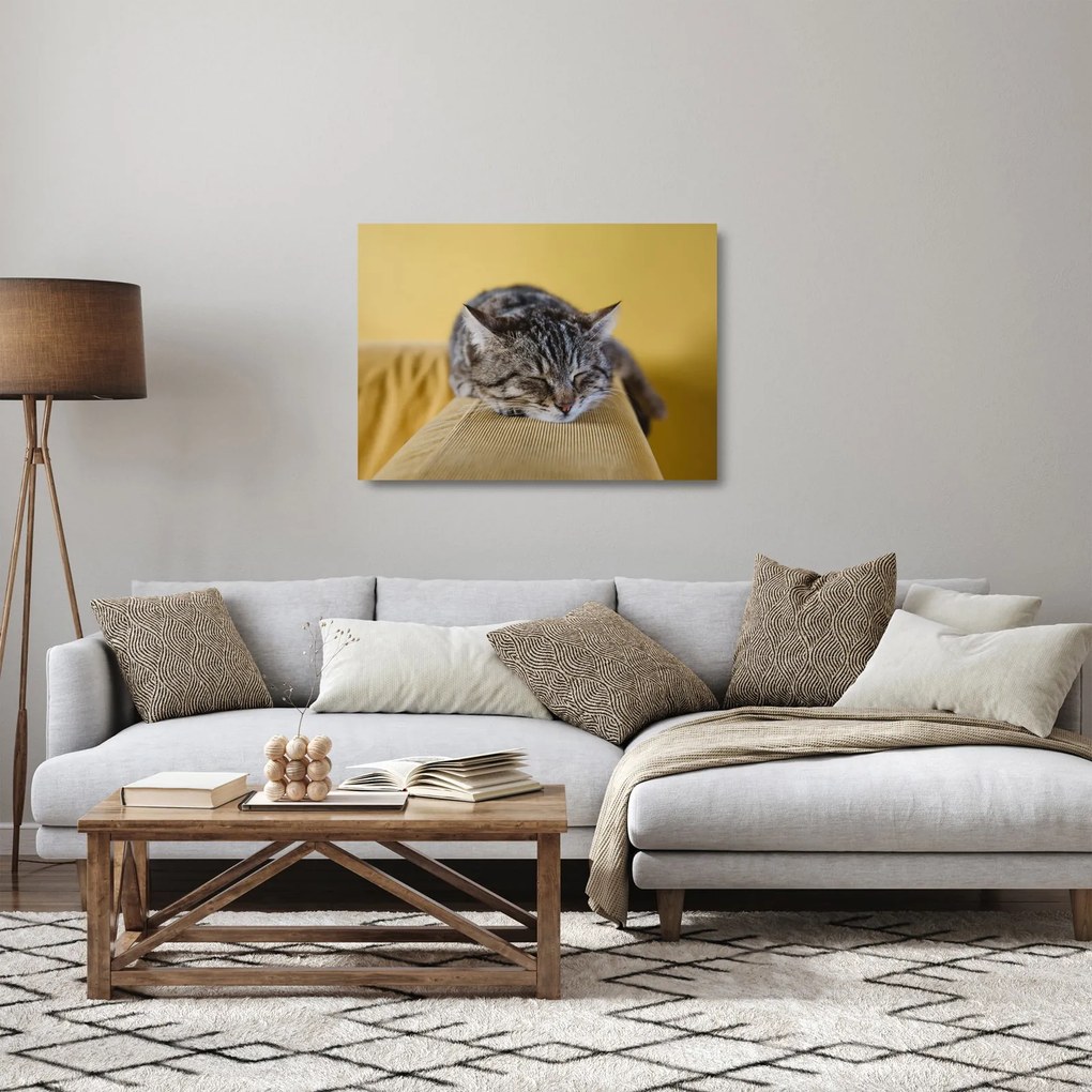 Obraz na szkle kota na kanapie (70x50 cm)