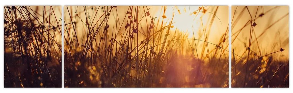 Obraz pola o zachodzie słońca (170x50 cm)