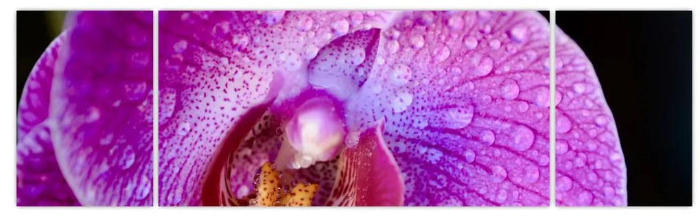 Zbliżenie kwiatu orchidei (170x50 cm)