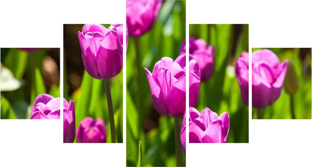 Obraz tulipanów na łące (125x70 cm)