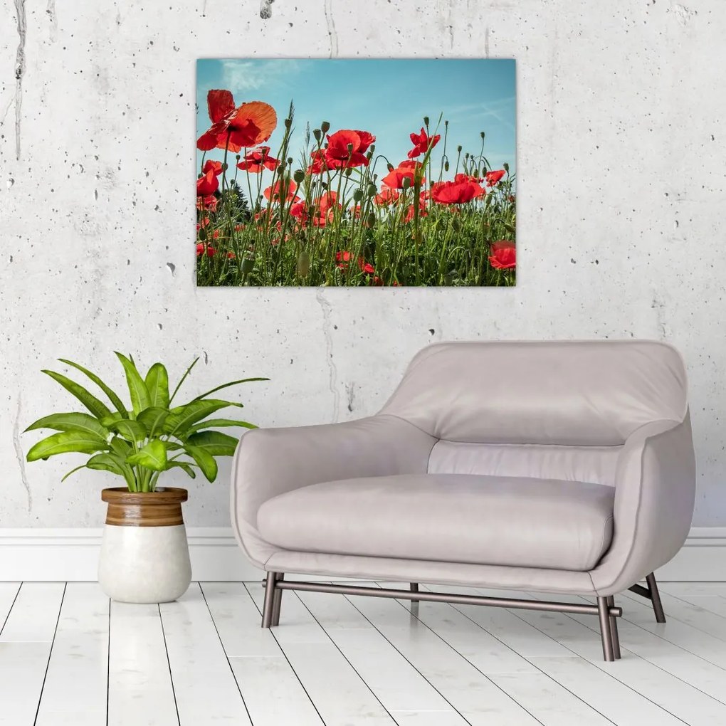 Obraz na szkle - Na polu maków (70x50 cm)