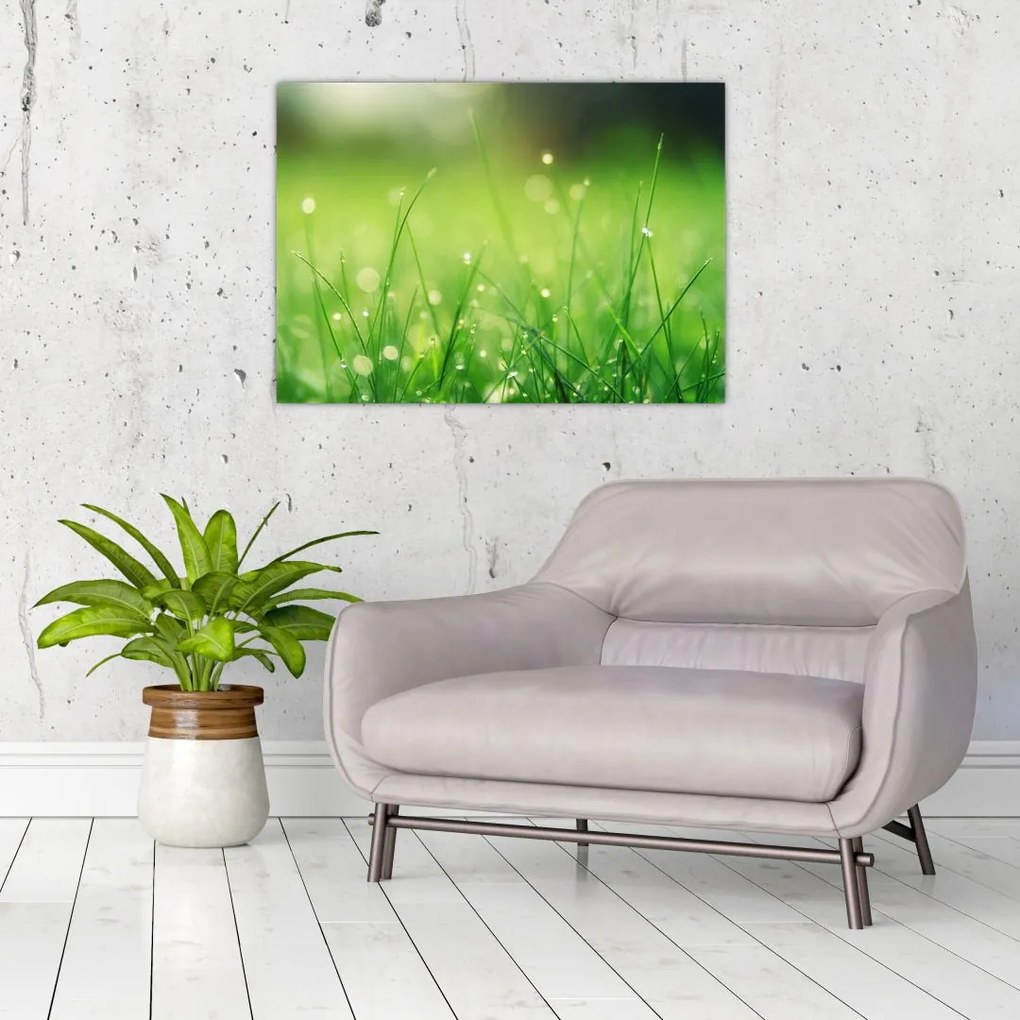 Obraz - rosa na trawie (70x50 cm)