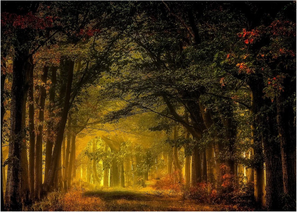 Obraz lasu (70x50 cm)