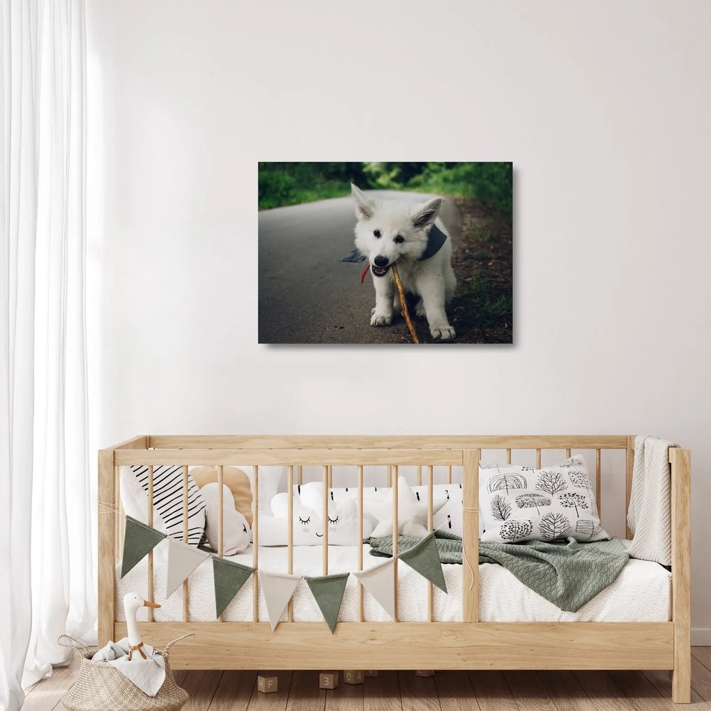 Obraz na szkle białego psa (70x50 cm)