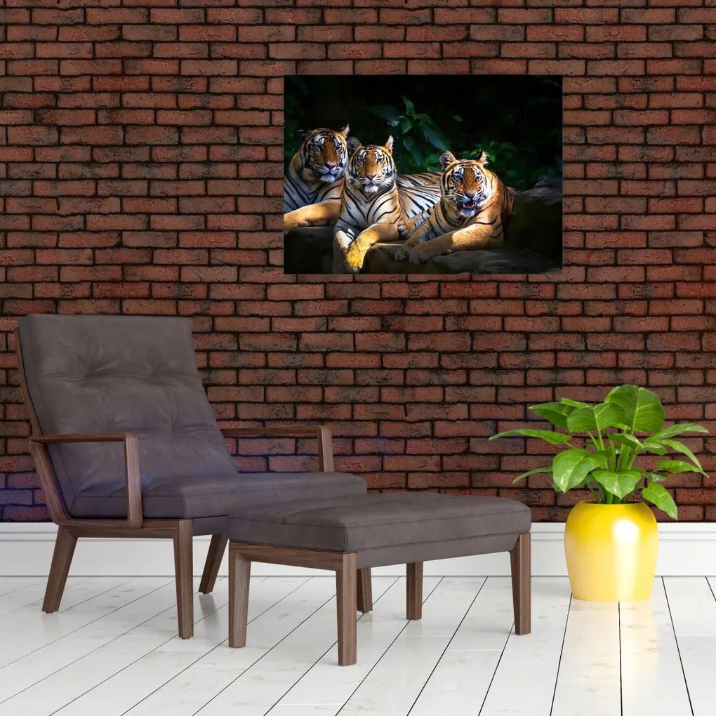 Obraz na szkle - Tygrysi Bracia (70x50 cm)