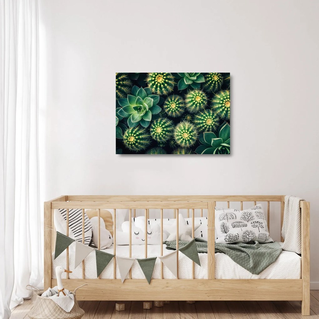 Obraz na szkle - Kaktusy (70x50 cm)