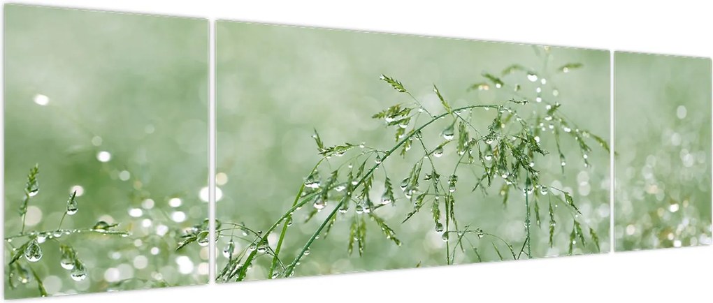 Obraz - Poranna rosa na źdźbłach trawy (170x50 cm)