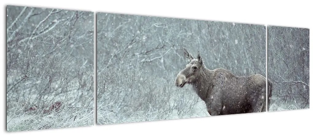 Obraz - Łoś w śnieżnym lesie (170x50 cm)
