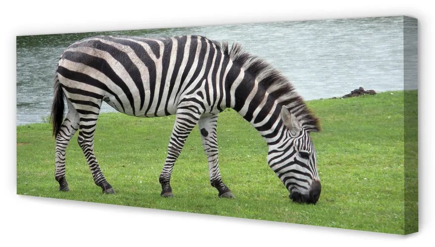 Obraz na płótnie Zebra