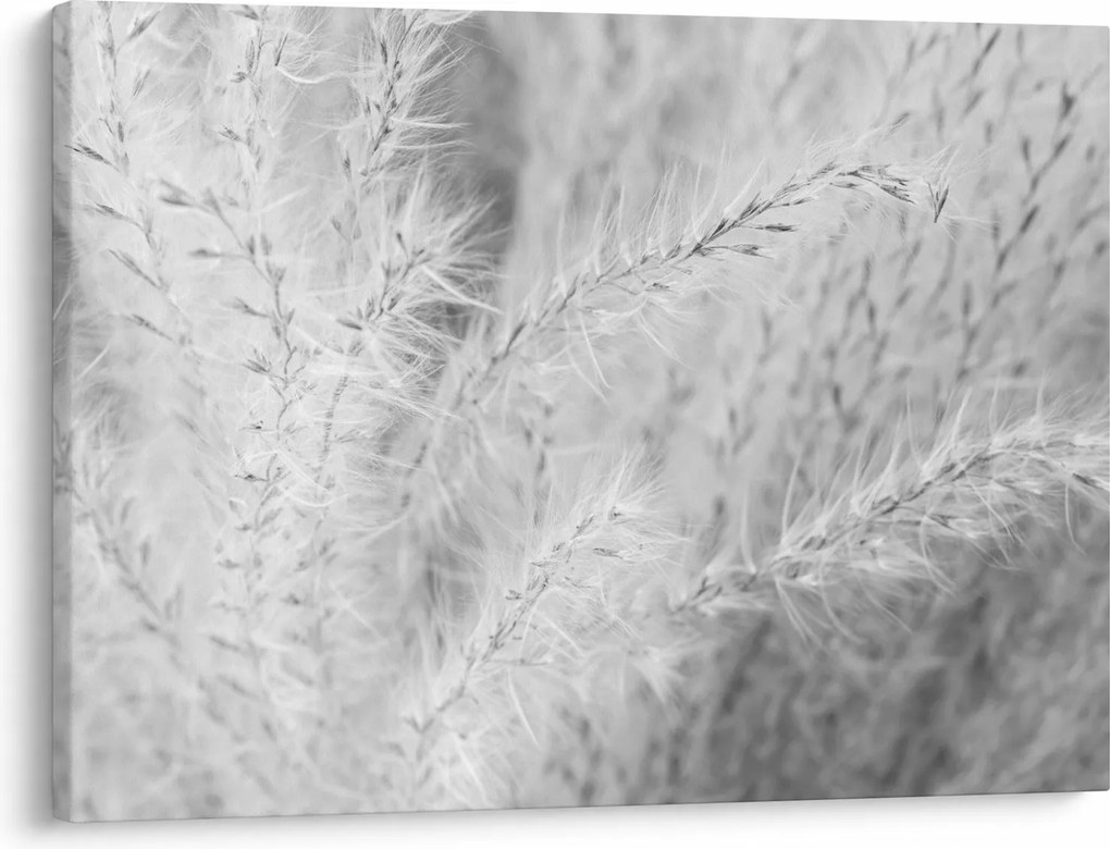 Obraz - Trawa pampasowa N⁰1 (70x50 cm)