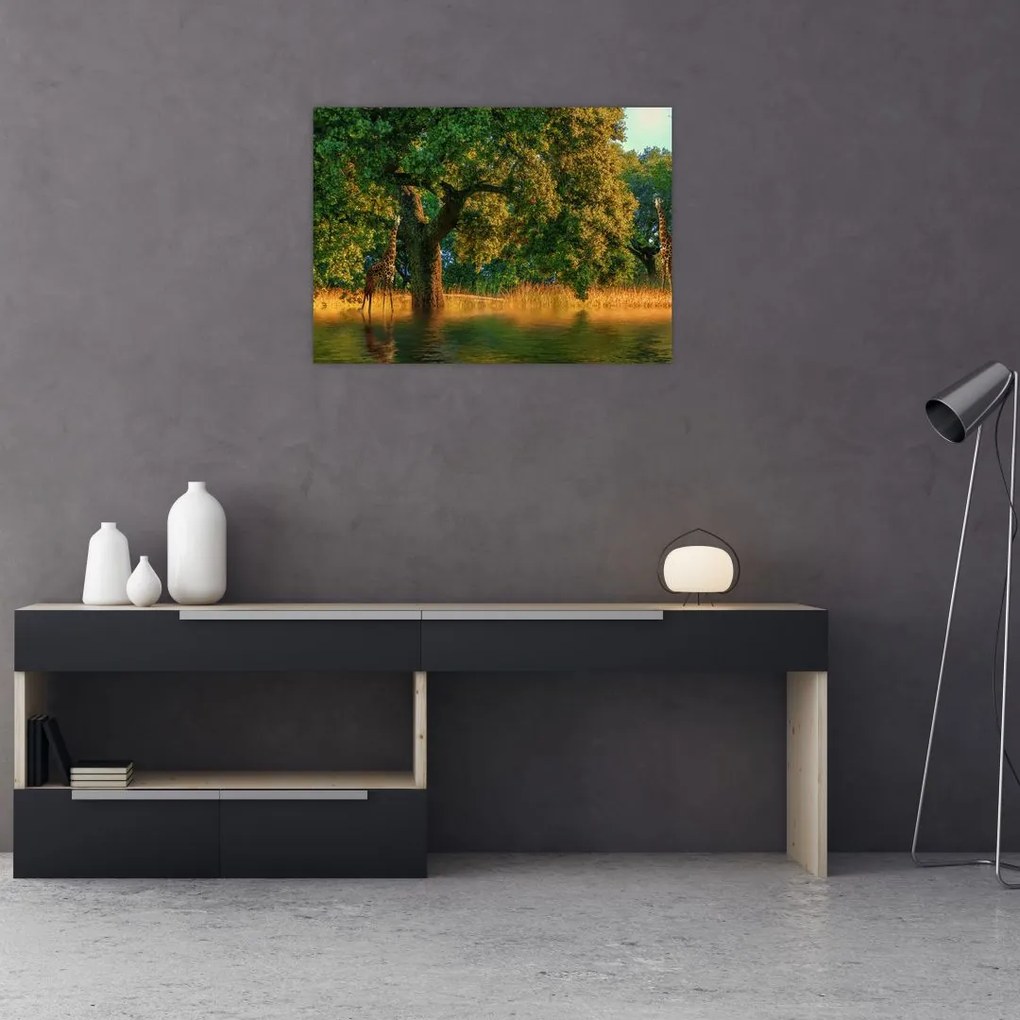 Obraz na szkle - żyrafy w naturze (70x50 cm)