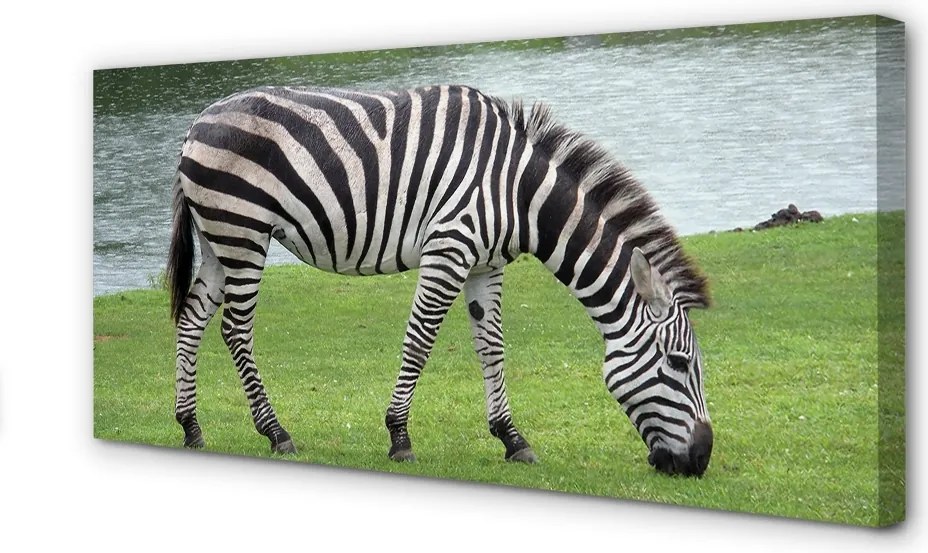 Obraz drukowany na płótnie Portret Zebry