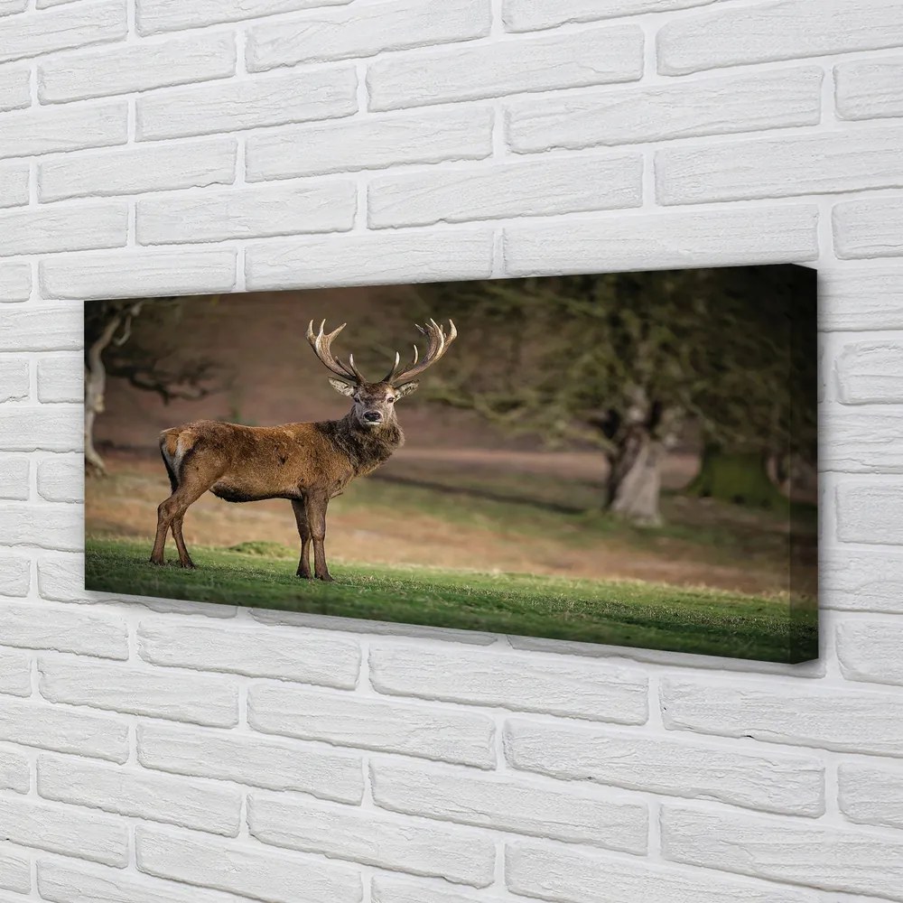 Obraz canvas na ścianę Samotny Jeleń na Polu