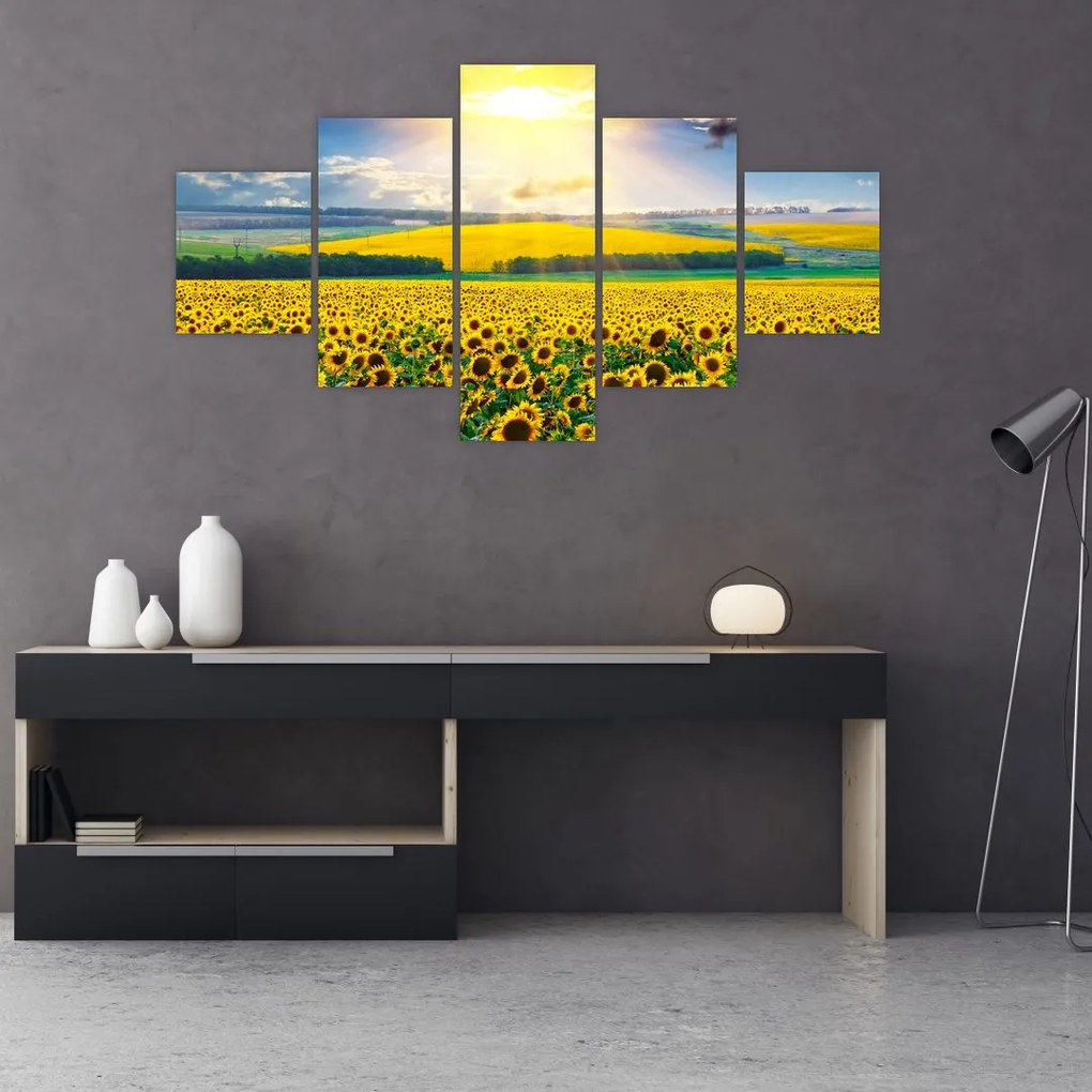 Obraz - Pole słoneczników (125x70 cm)