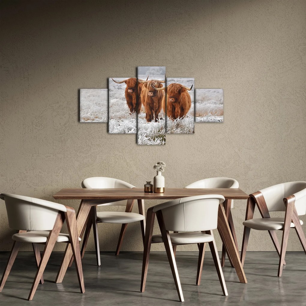 Obraz - Szkockie krowy (125x70 cm)