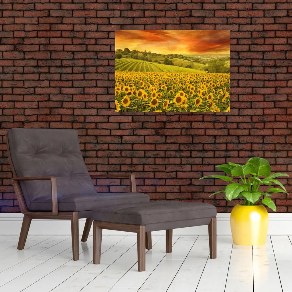 Obraz - Pole słoneczników (70x50 cm)