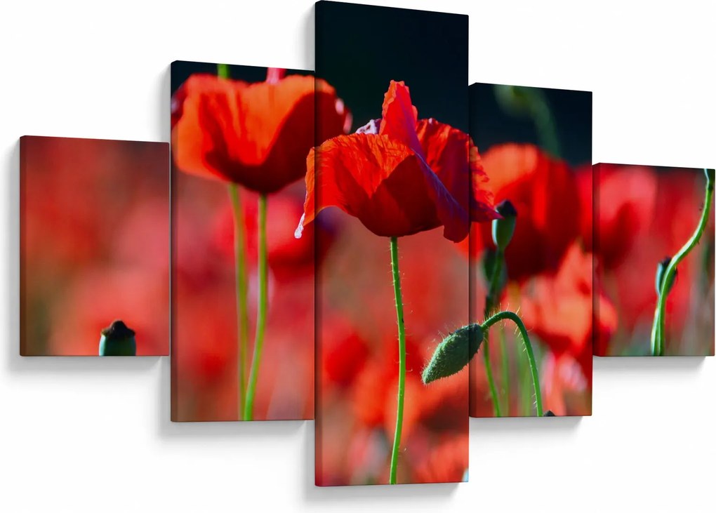 Obraz - maki (125x70 cm)