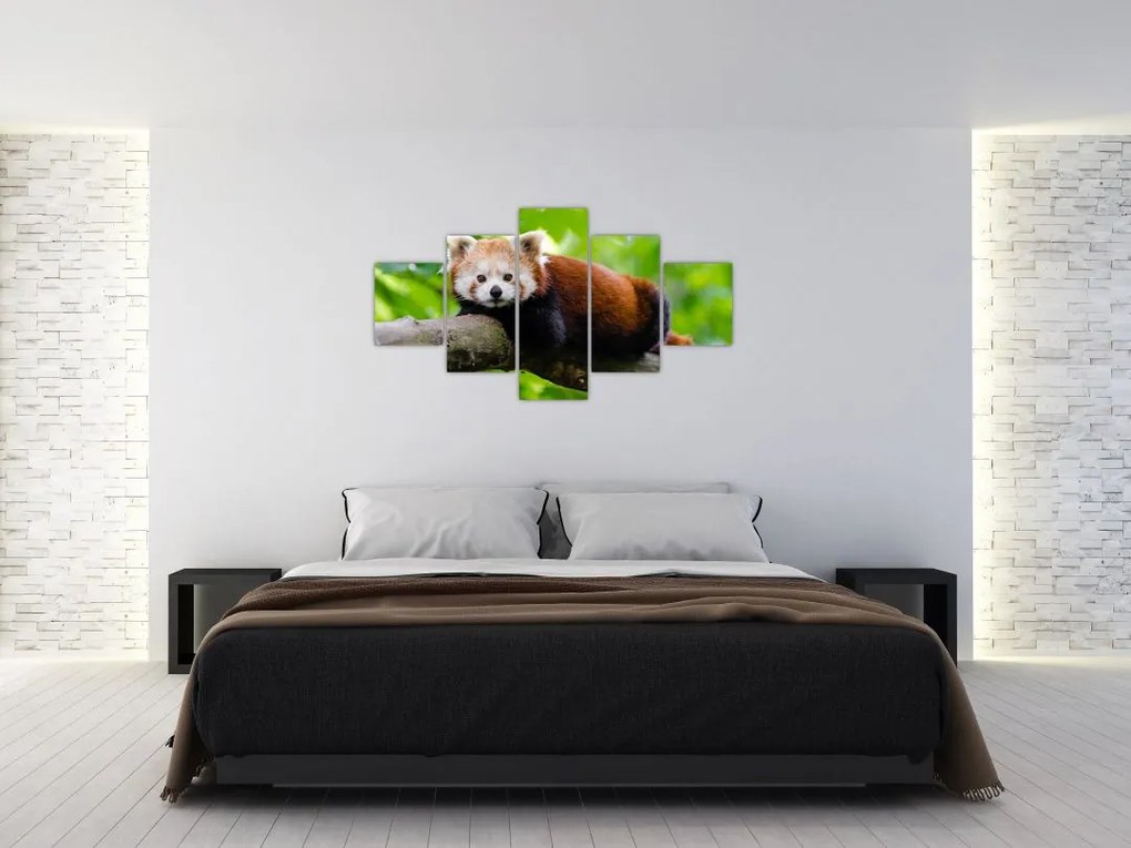 Obraz pandy czerwonej (125x70 cm)