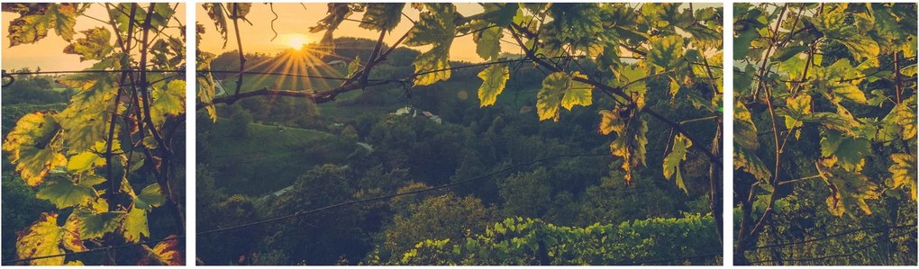 Obraz - Winnica (170x50 cm)