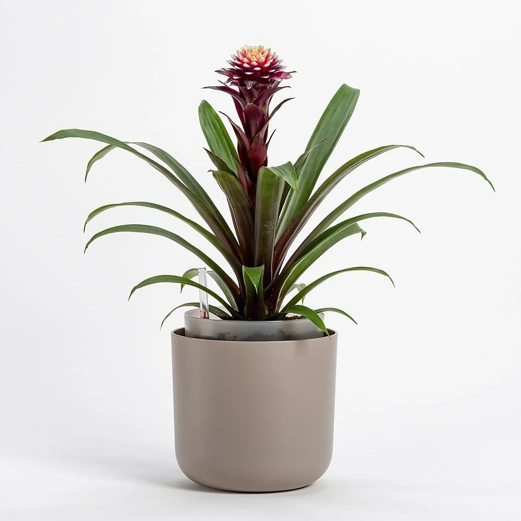 Plastia Doniczka samonawadniająca Tolita brązowy, śr. 16 cm, śred. 16 cm