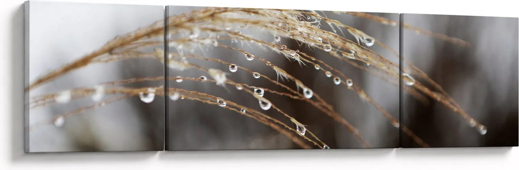 Obraz kropli na roślinie (170x50 cm)