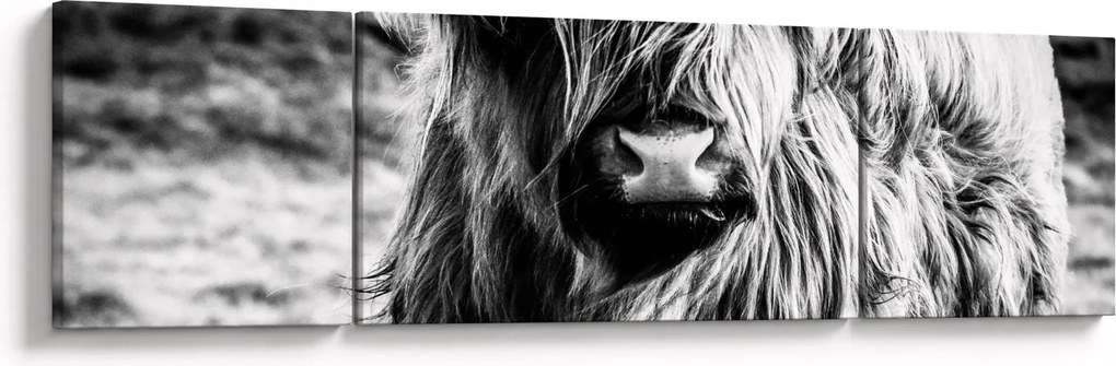 Obraz - Highland - szkocka krowa (170x50 cm)