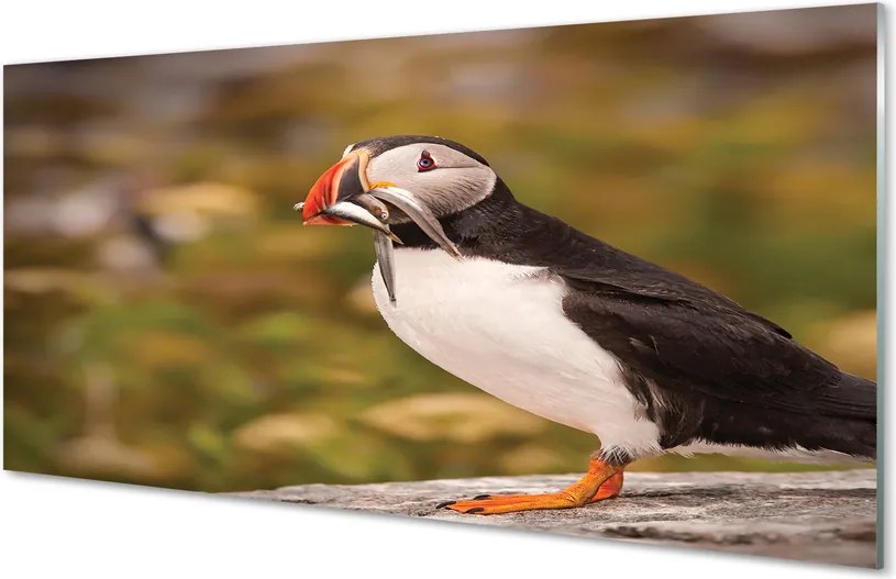 Panel Kuchenny Szklany Portret Barwnej Papugi